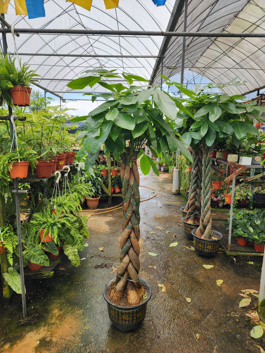 Pachira Braided 5FT