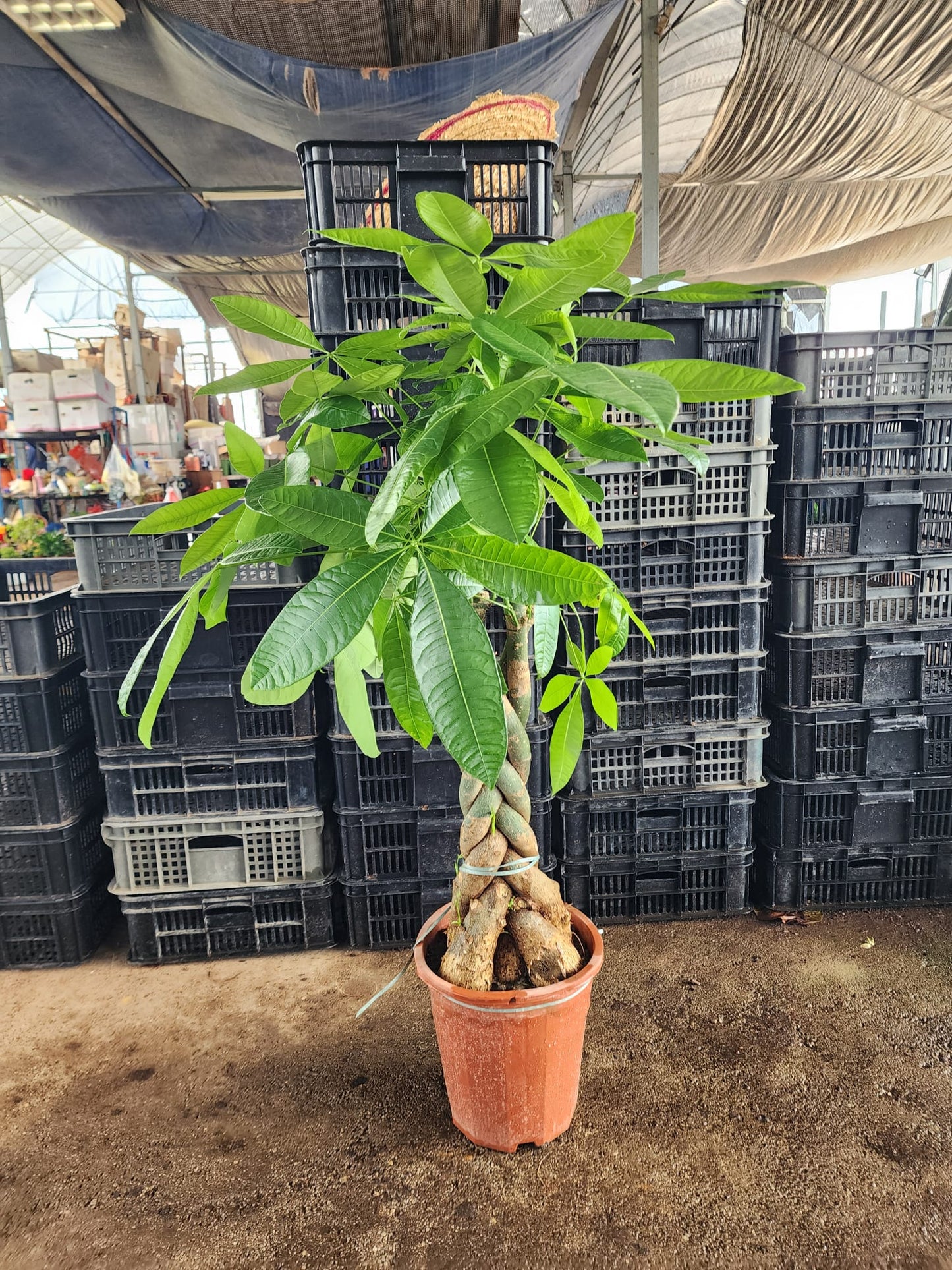 Pachira Braided 3FT