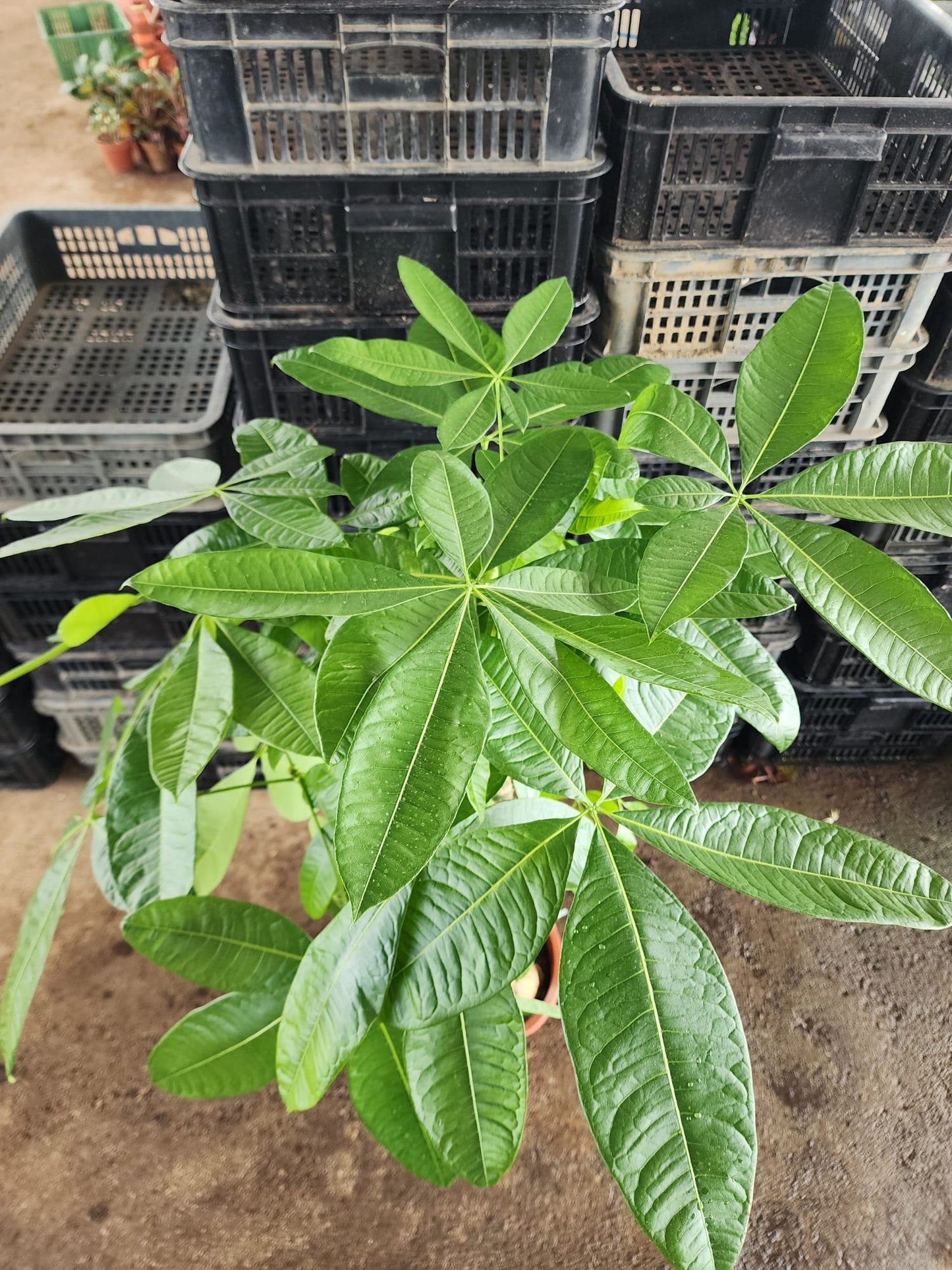 Pachira Braided 3FT