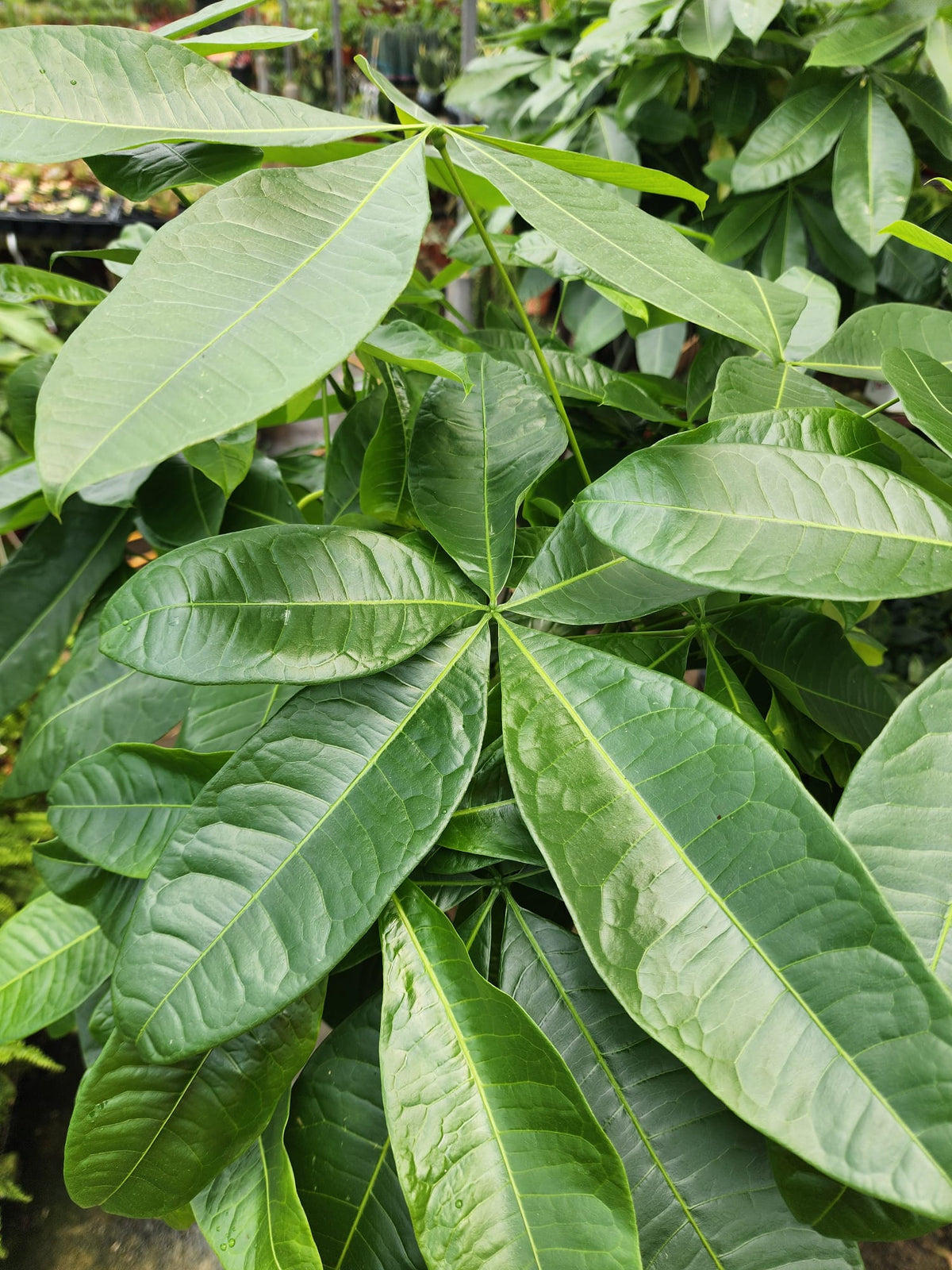 Pachira Braided 5FT