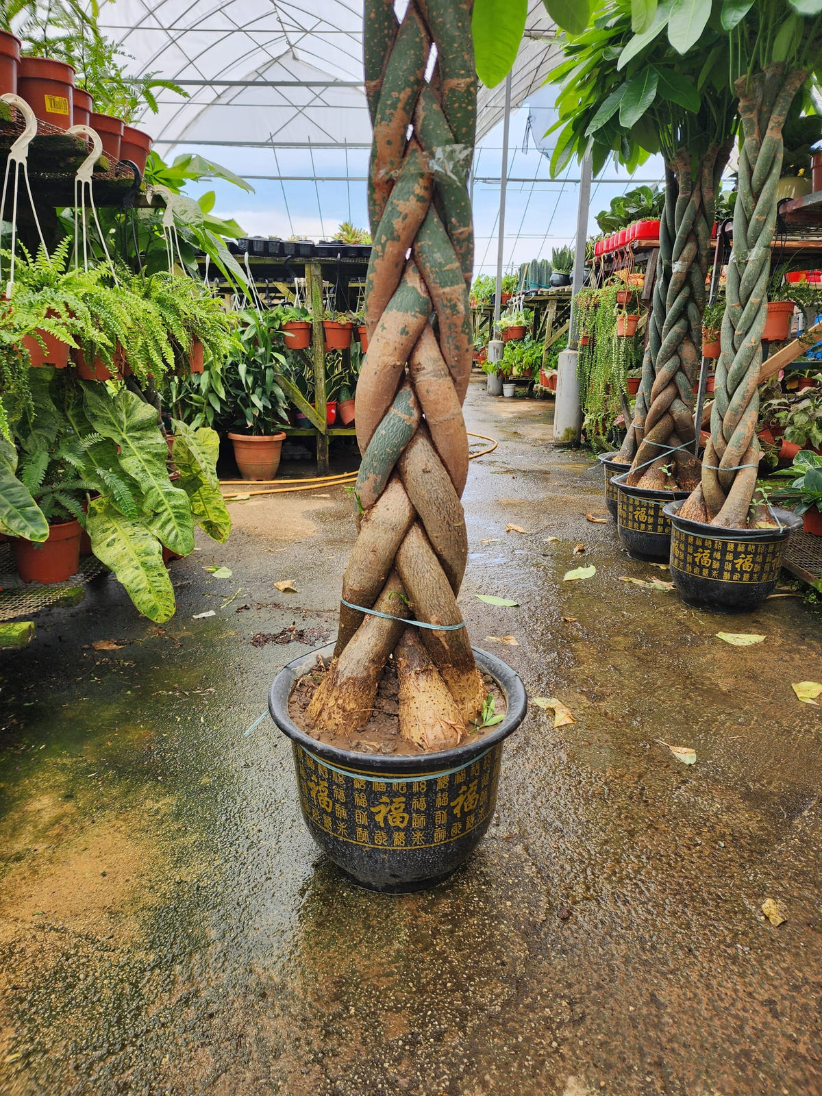 Pachira Braided 5FT