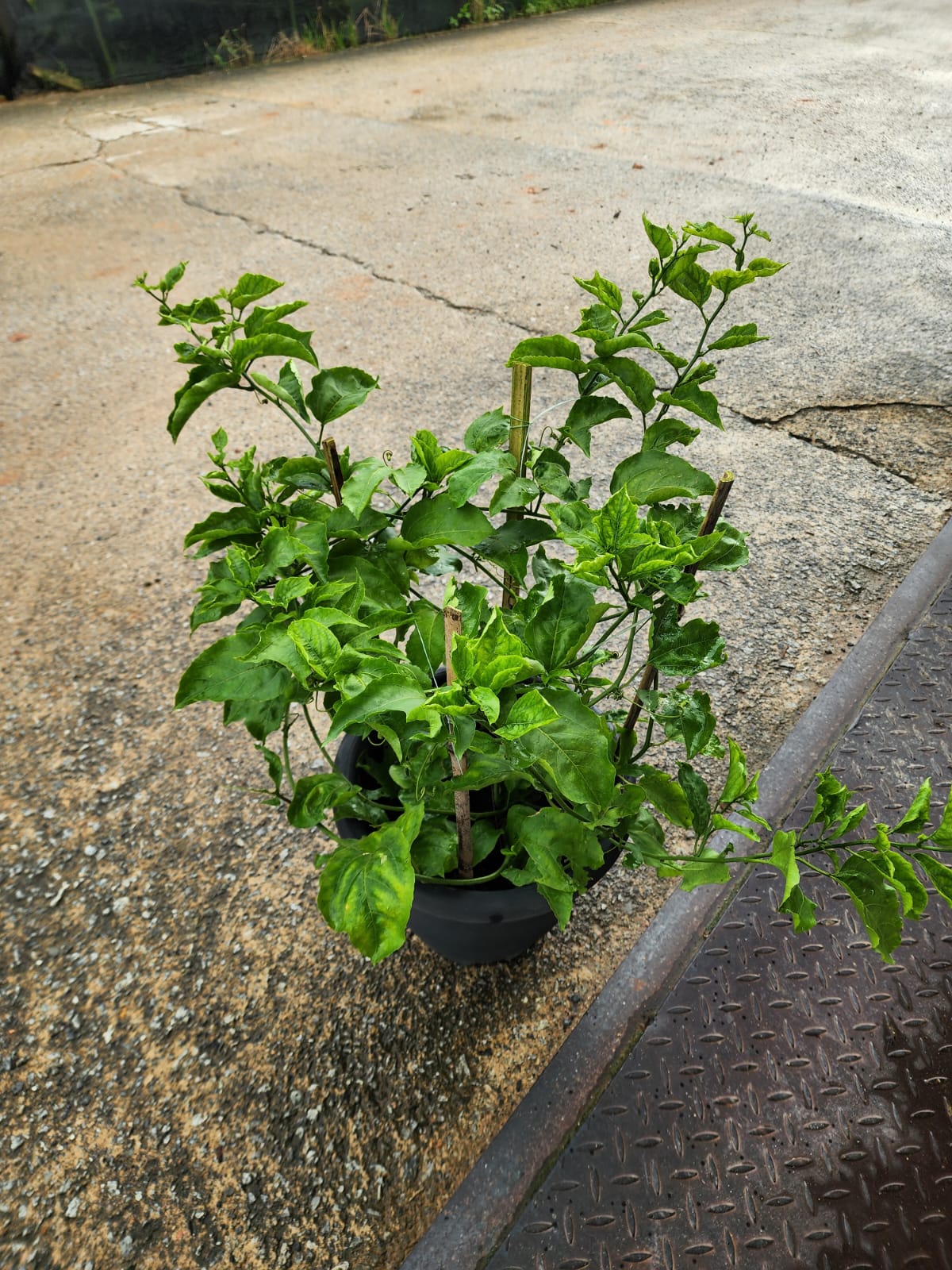 Eng Sheng Passion Fruit – Shi Sheng Plant