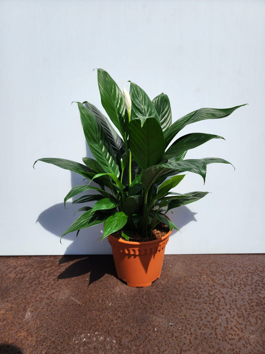 Peace Lily