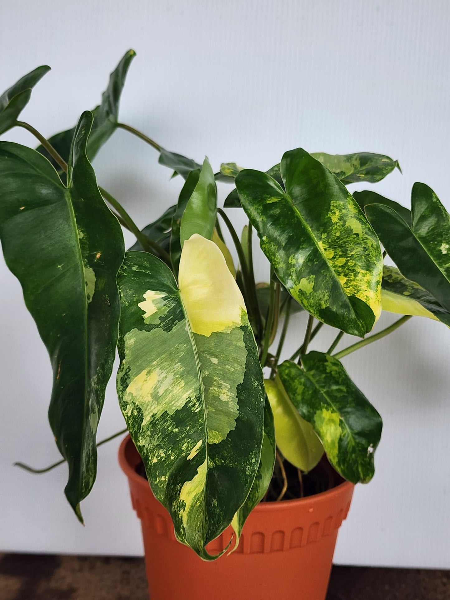 Philodendron Burle Marx Variegated