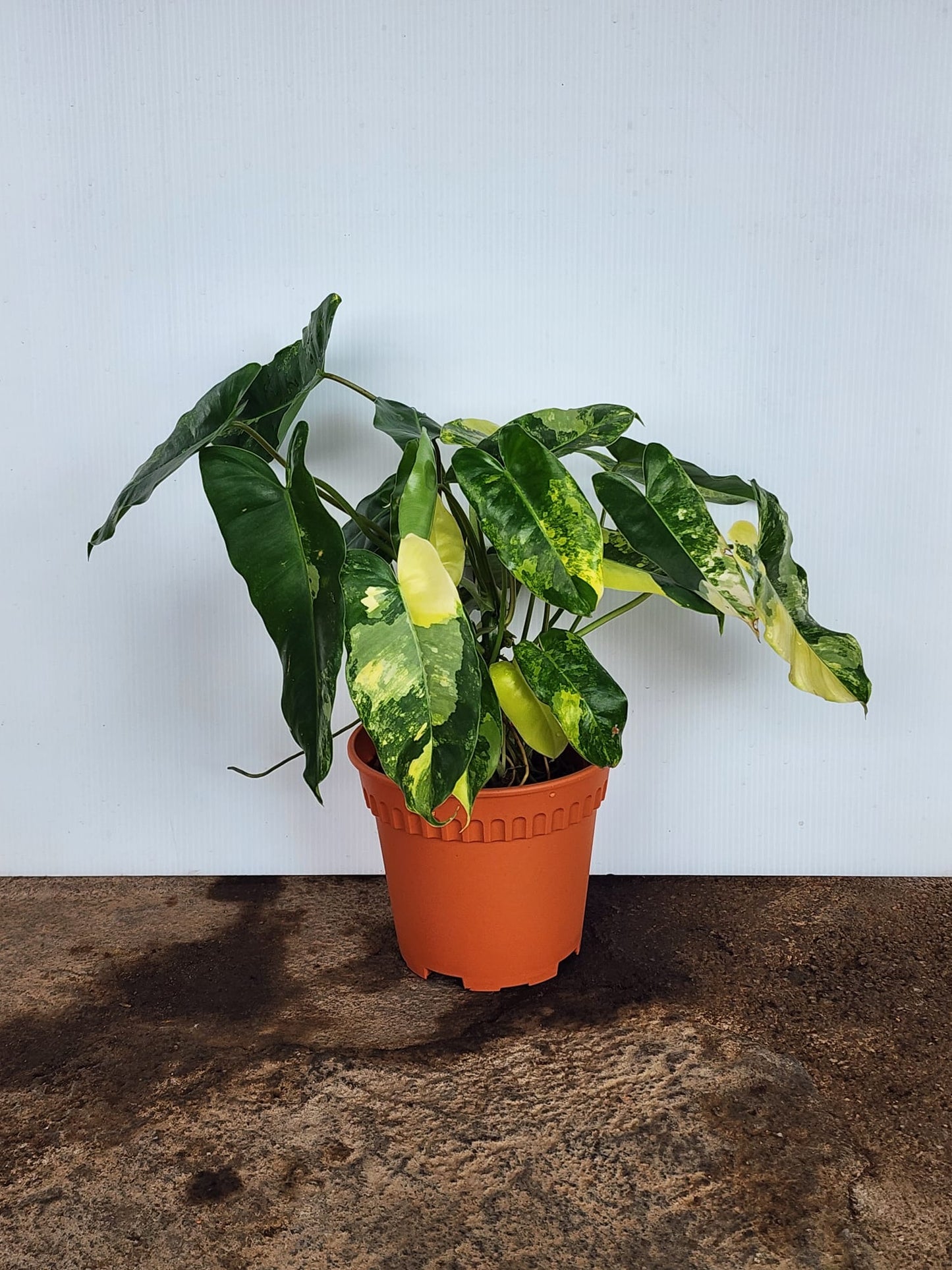 Philodendron Burle Marx Variegated