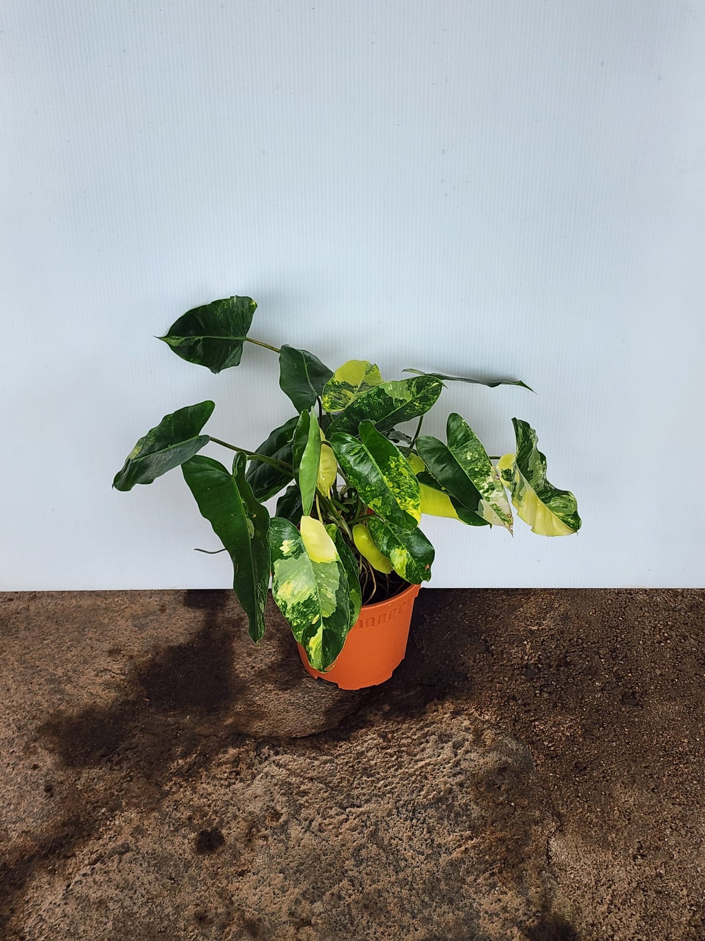 Philodendron Burle Marx Variegated