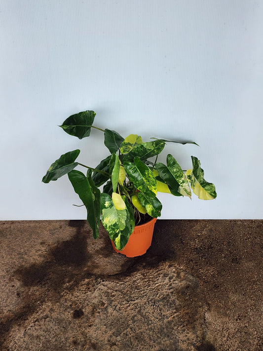 Philodendron Burle Marx Variegated