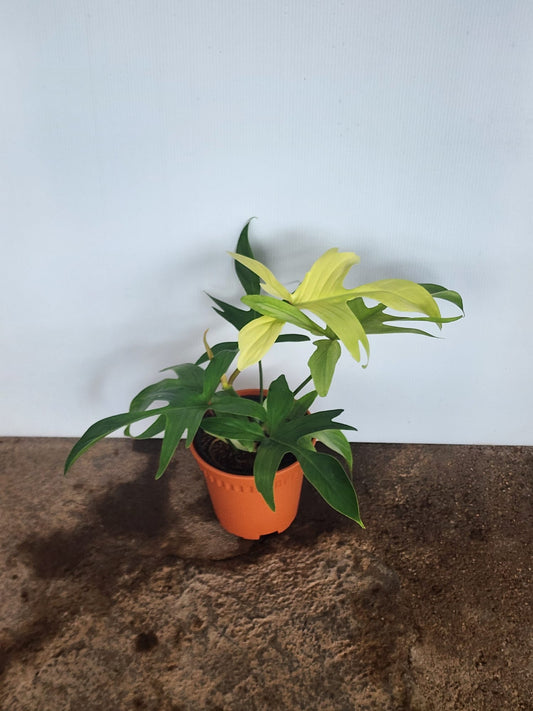 Philodendron Florida Ghost