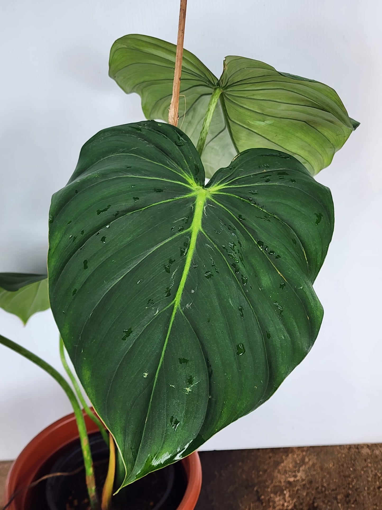 Philodendron Mcdowell