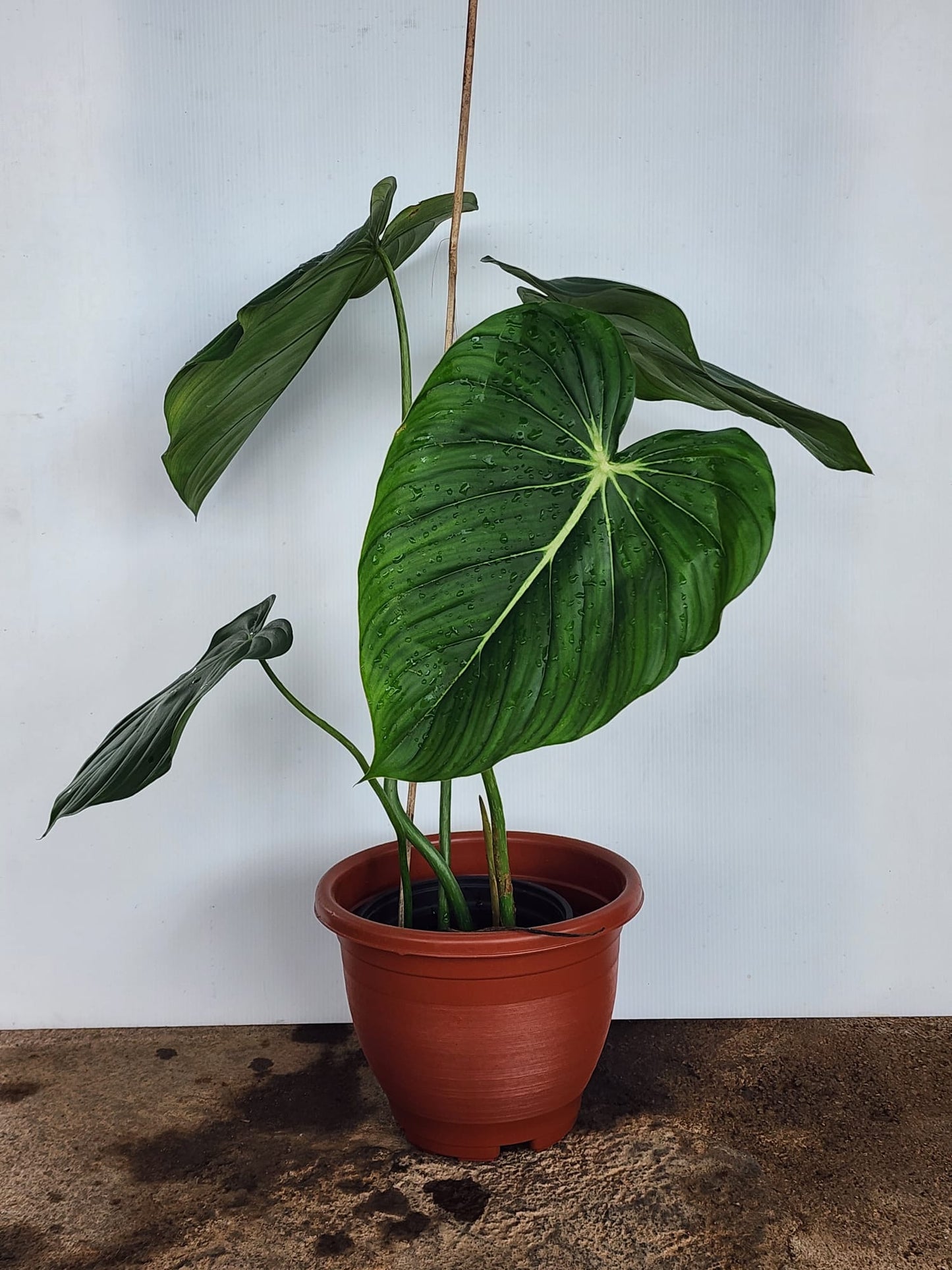 Philodendron Mcdowell