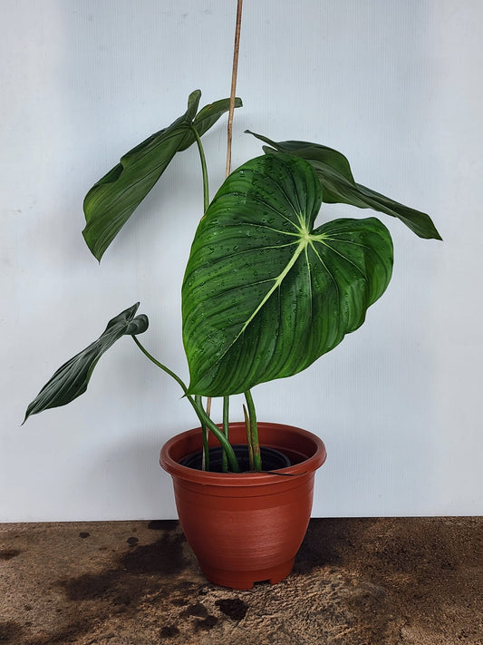 Philodendron Mcdowell