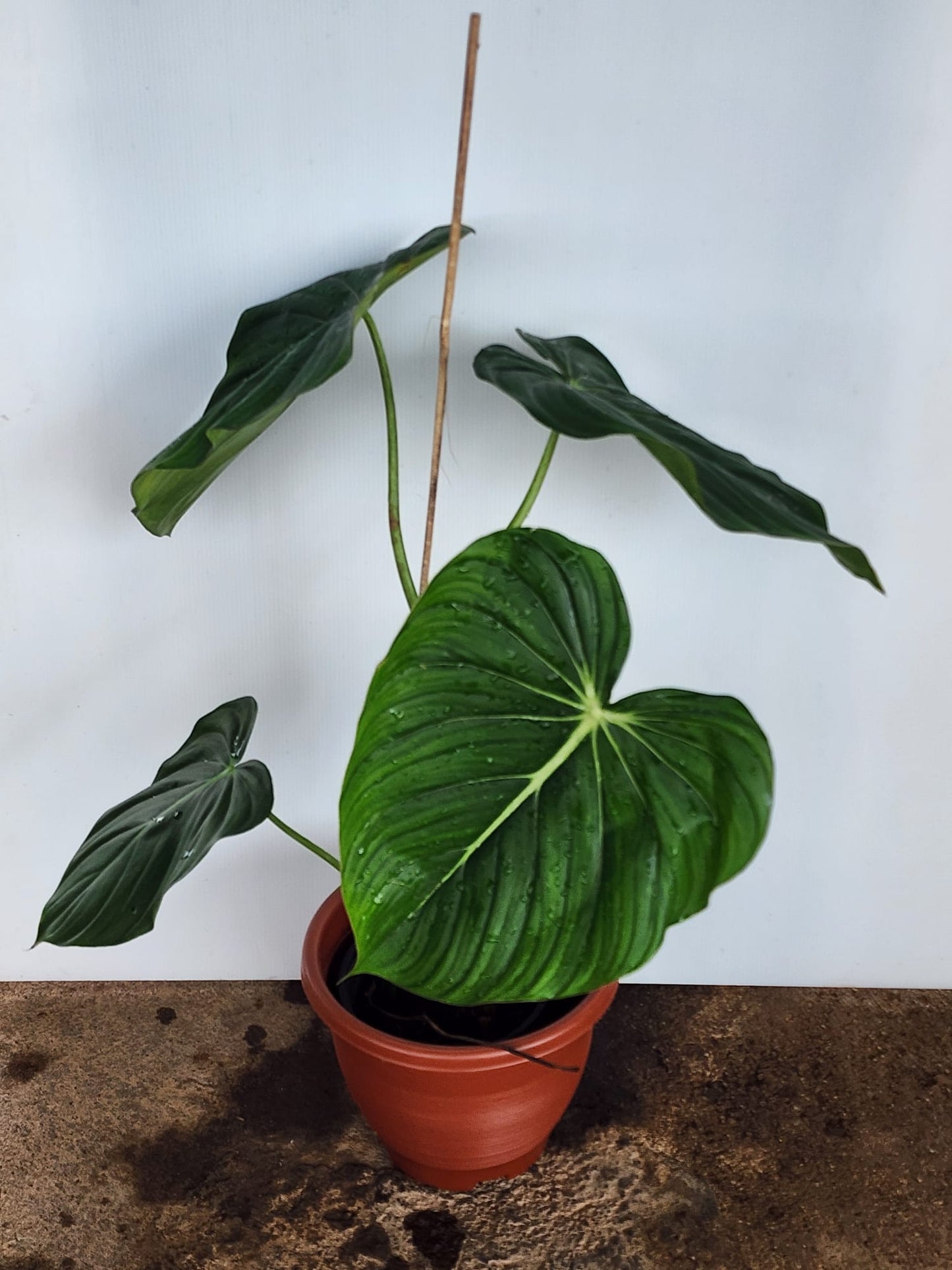 Philodendron Mcdowell