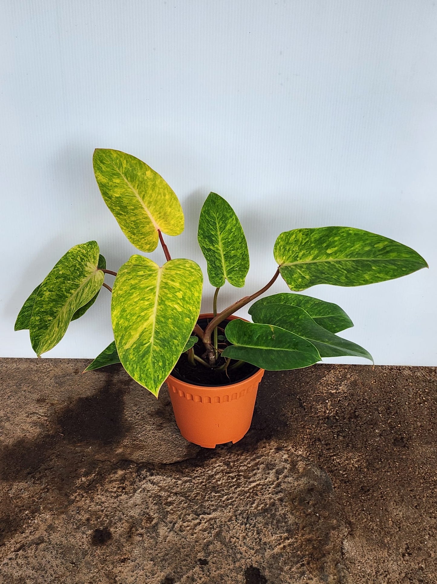Philodendron Painted Lady