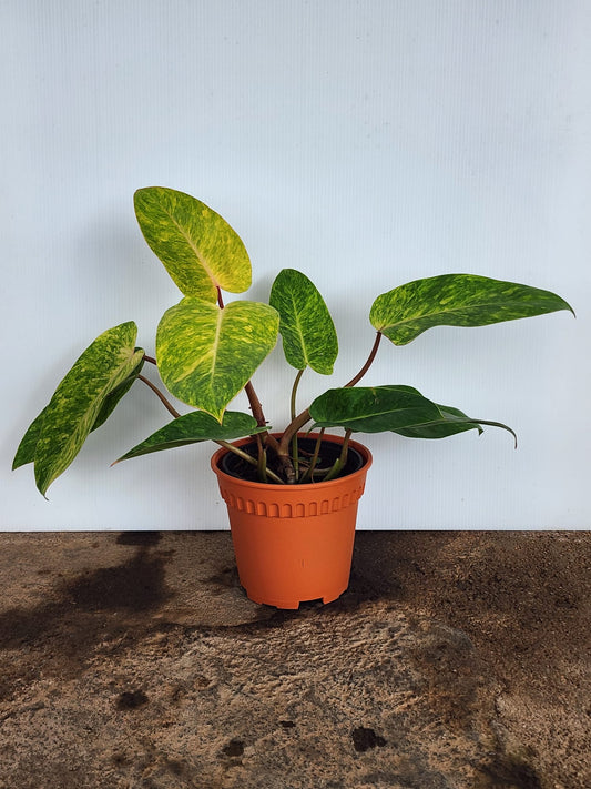 Philodendron Painted Lady