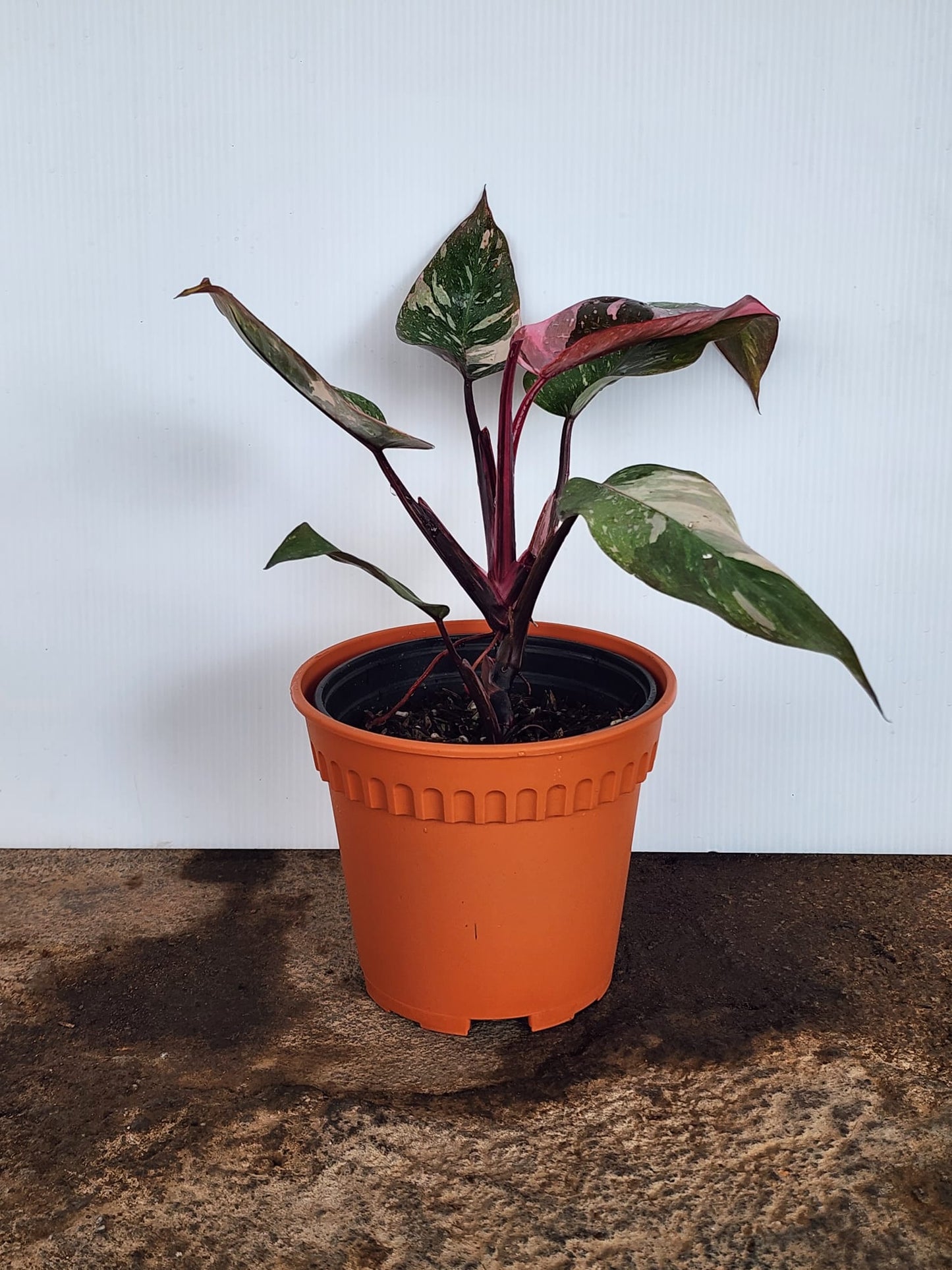 Philodendron Pink Princess Galaxy