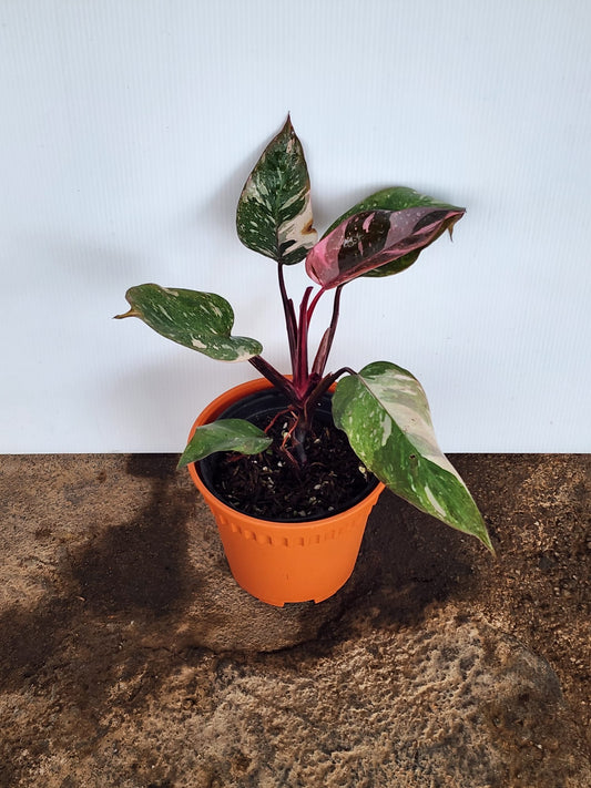 Philodendron Pink Princess Galaxy