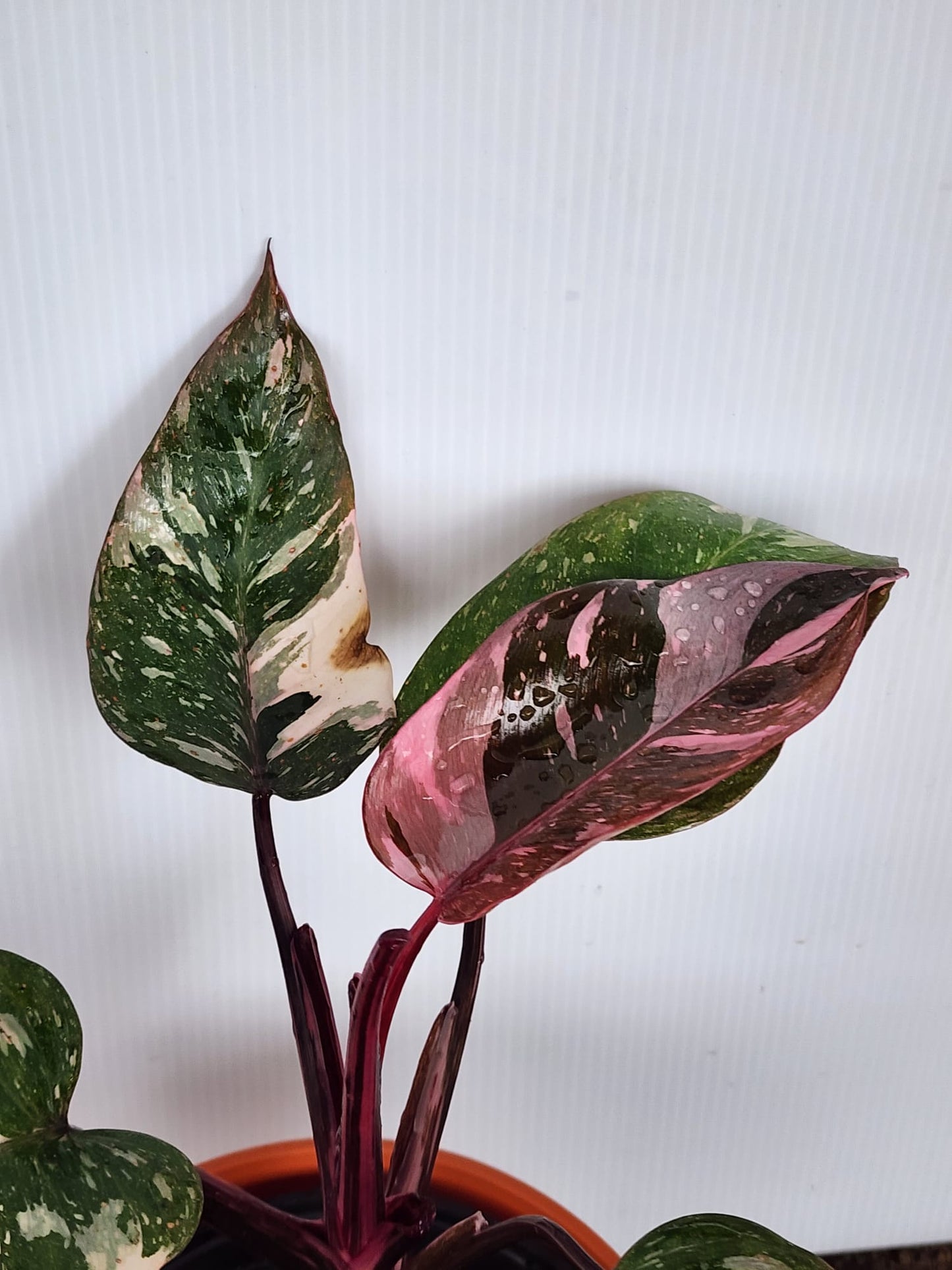 Philodendron Pink Princess Galaxy
