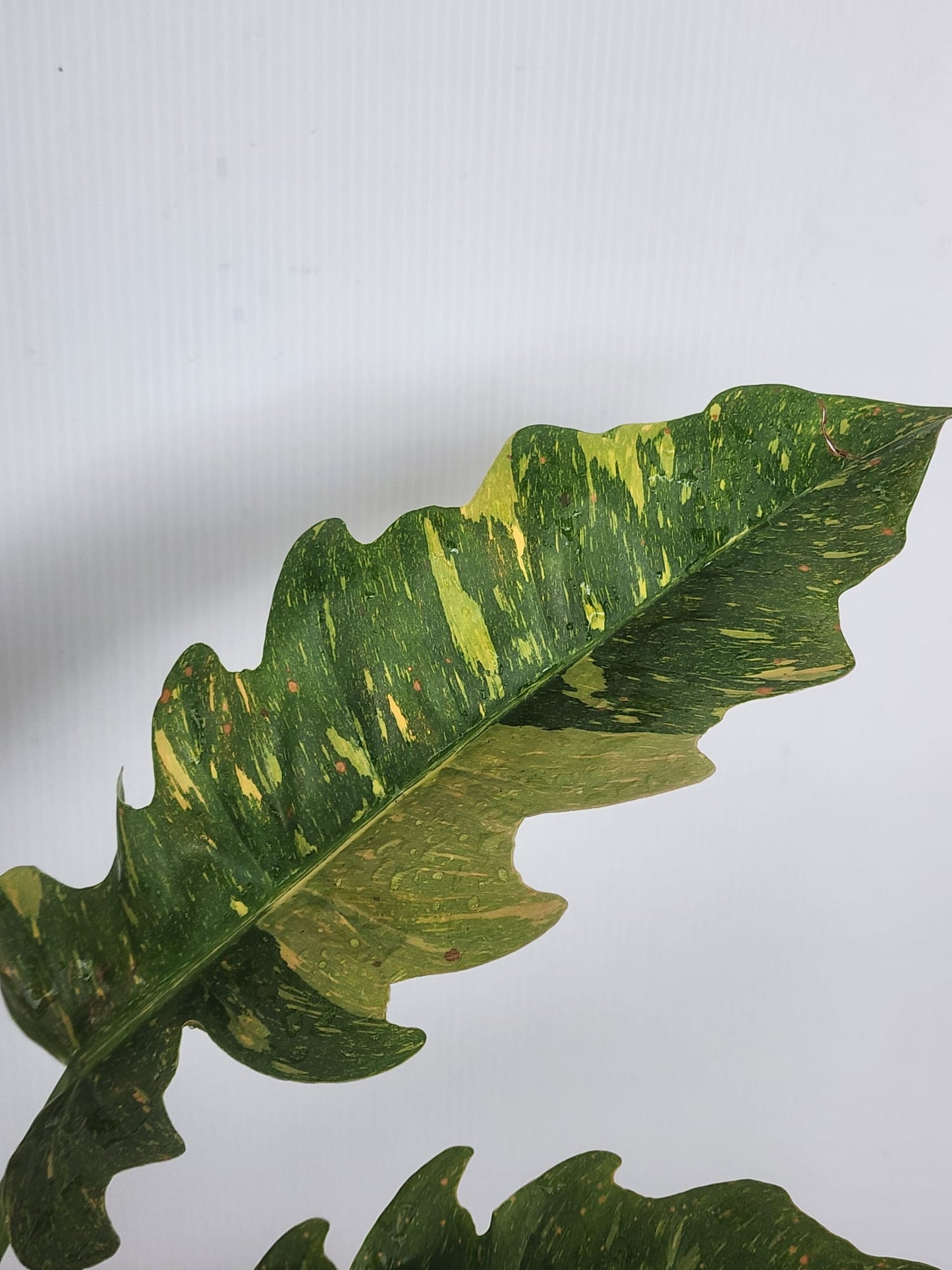 Philodendron Ring of Fire