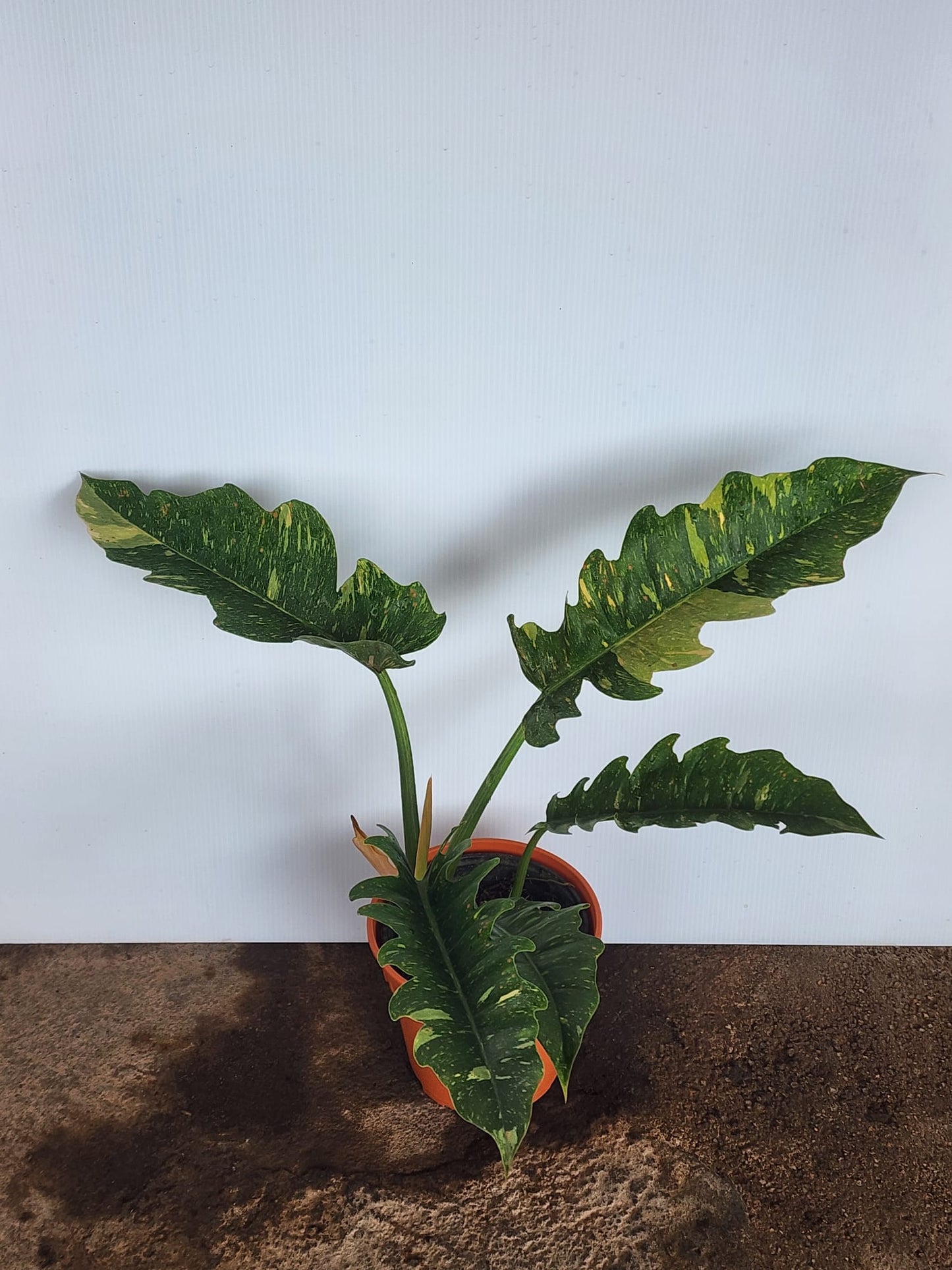 Philodendron Ring of Fire