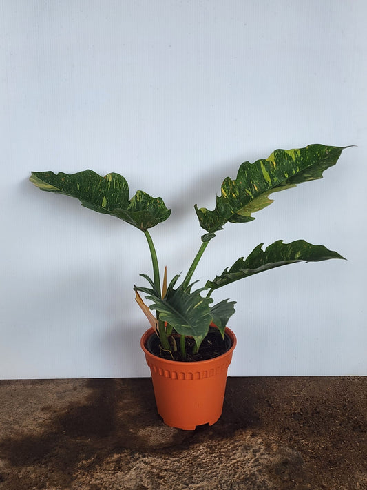 Philodendron Ring of Fire
