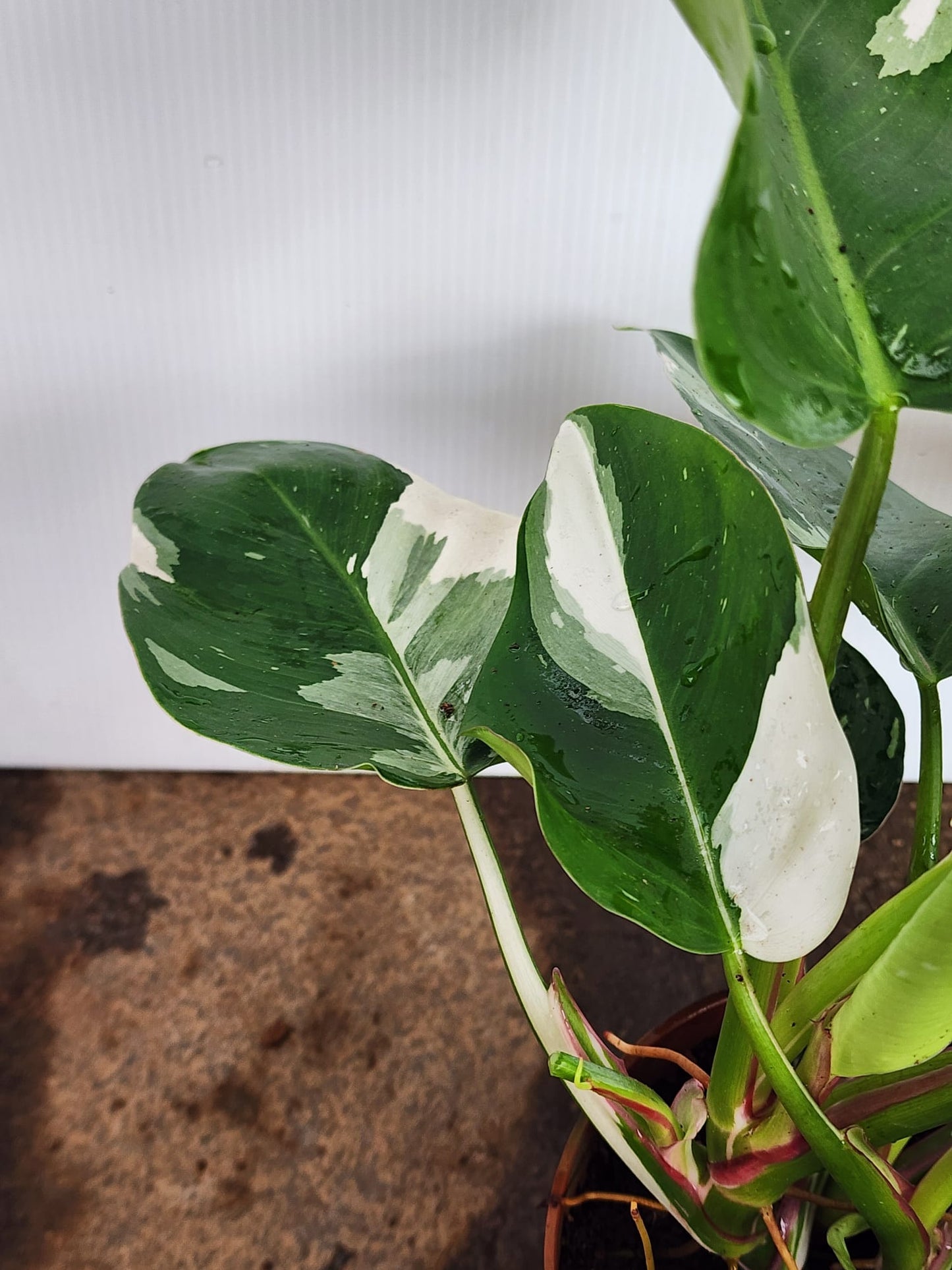 Philodendron White Princess