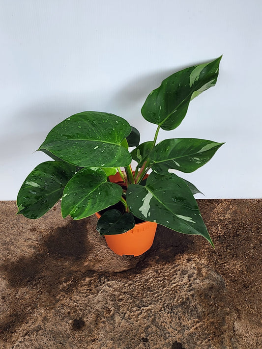 Philodendron White Princess
