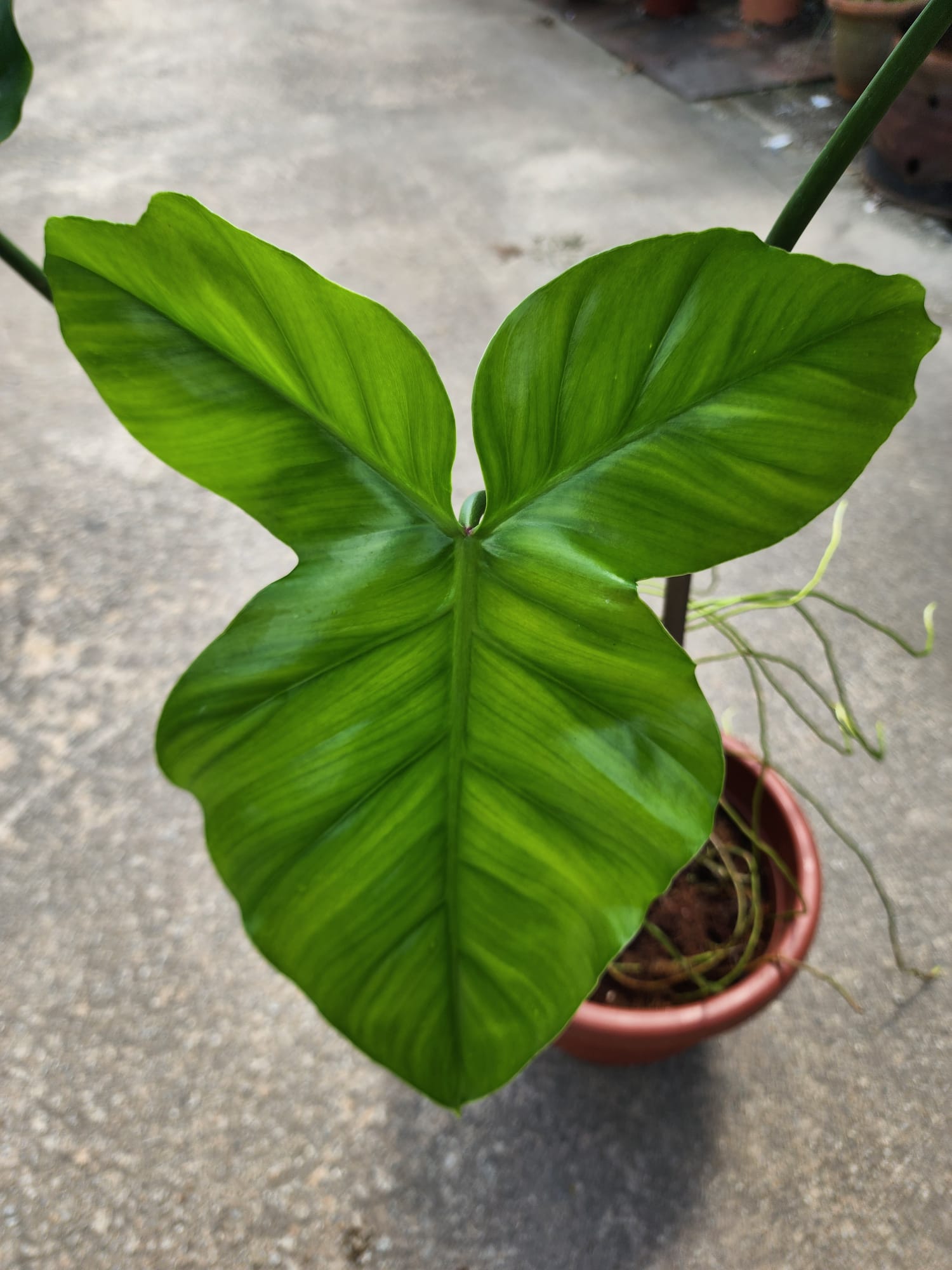 philodendron barrosoanum Philodendron Barrosoanum