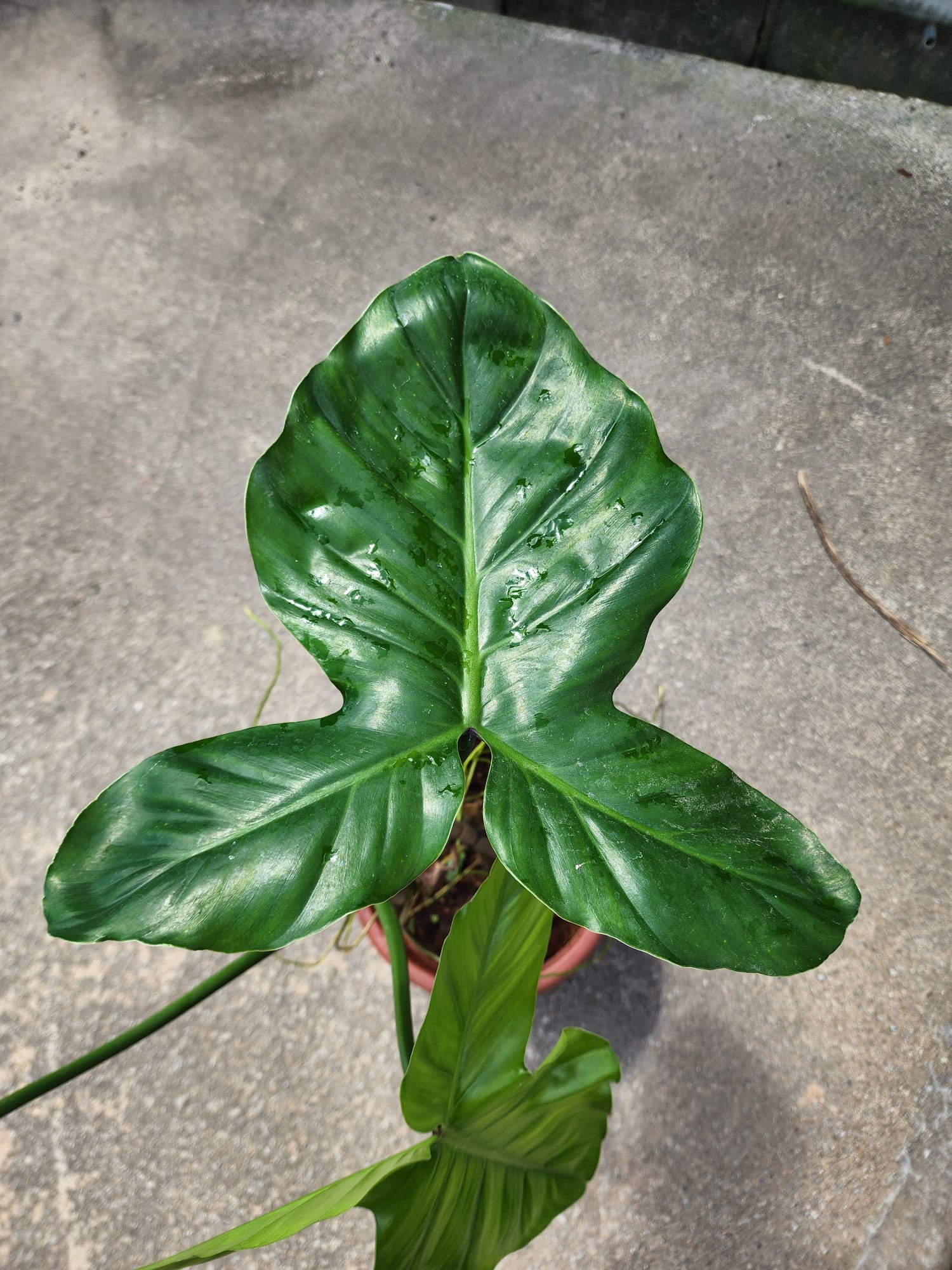 philodendron barrosoanum care Philodendron Barrosoanum