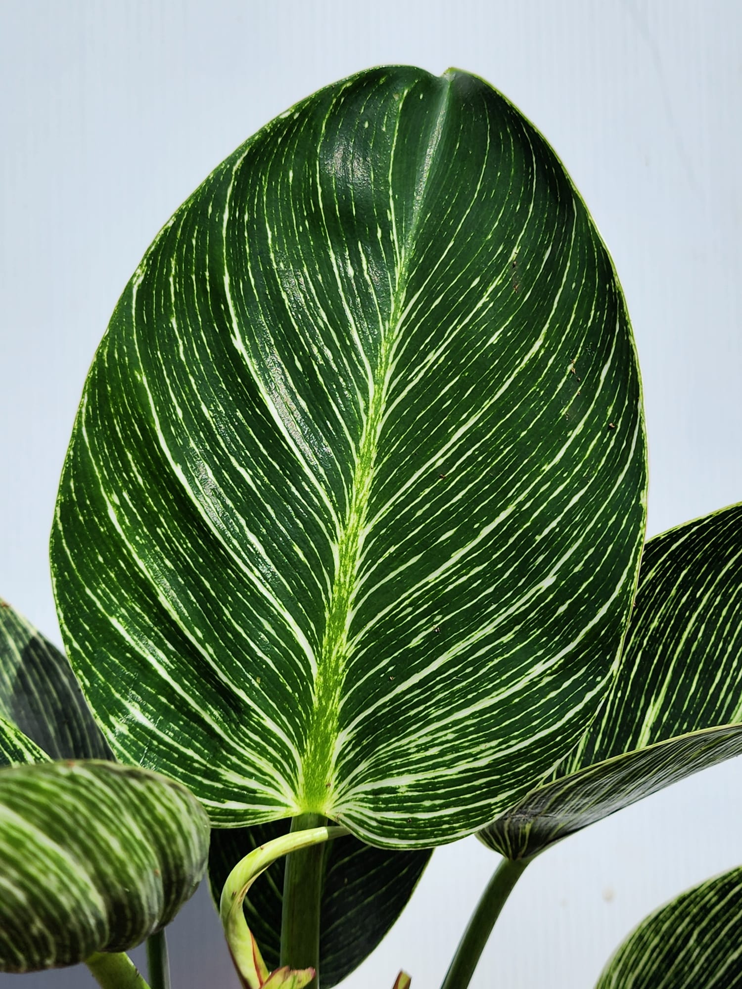 philodendron birkin 中文 Philodendron Birkin – Shi Sheng Plant