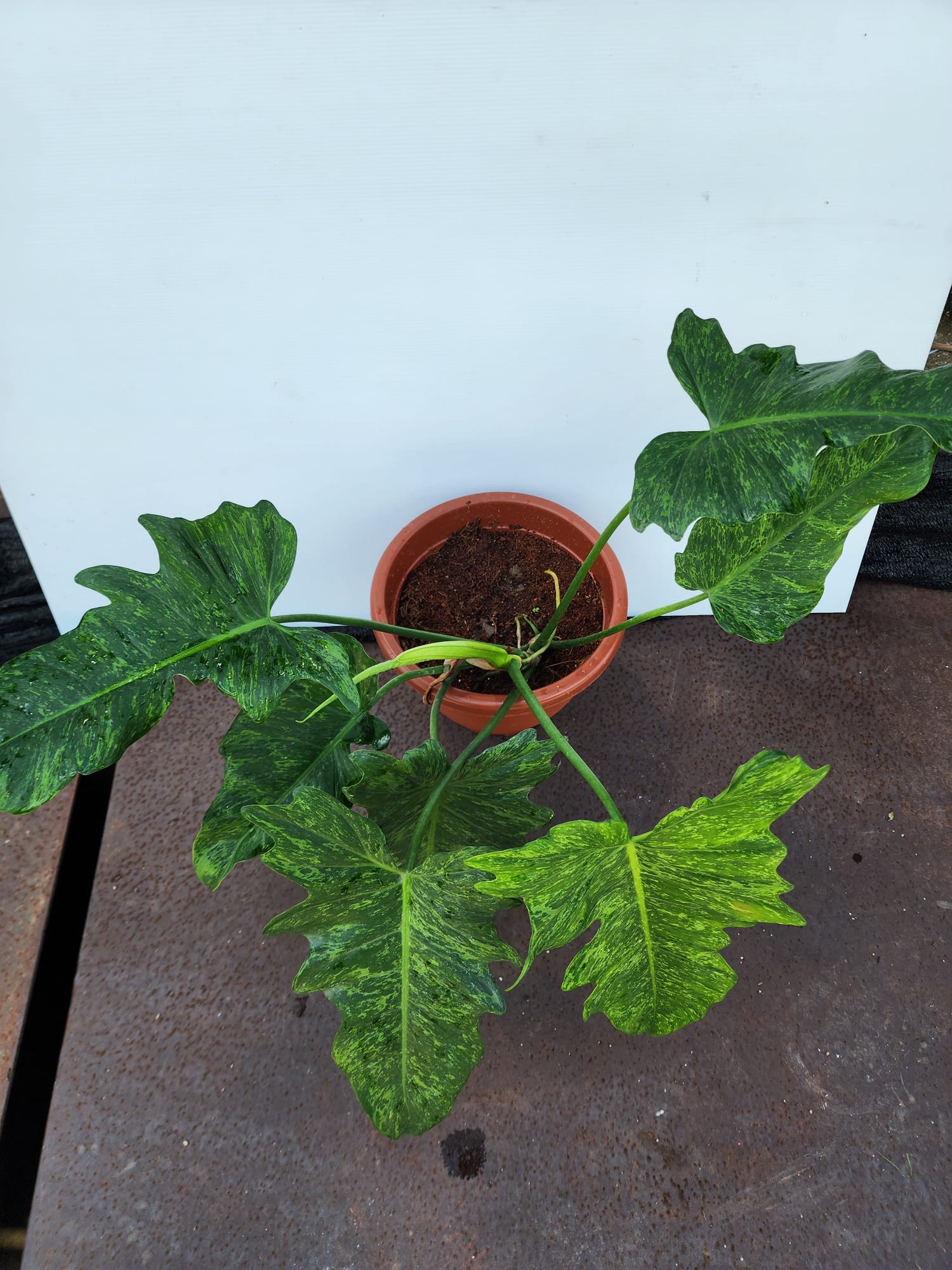 philodendron golden dragon lime fiddle Philodendron Golden Dragon – Shi Sheng Plant
