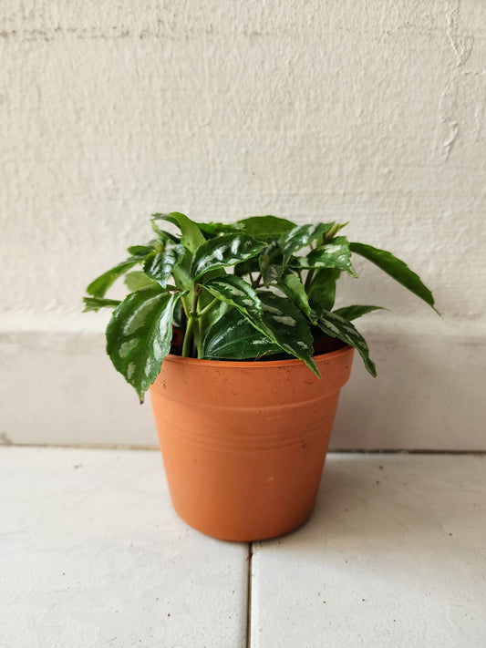 Pilea Cadierei (Aluminum Plant)