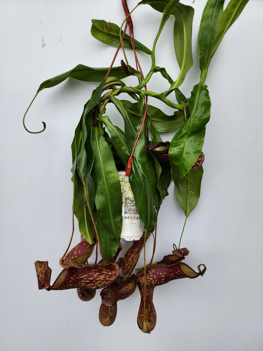 Pitcher Plant (Nepenthes Gaya)