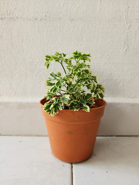 Polyscias Dwarf Variegata