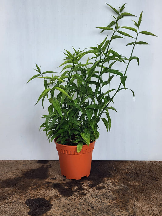 Sabah Snake Grass