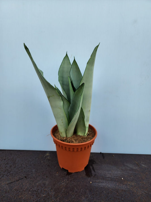 Sansevieria Moonshine