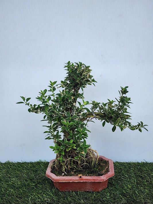 Snow Leaves Bonsai