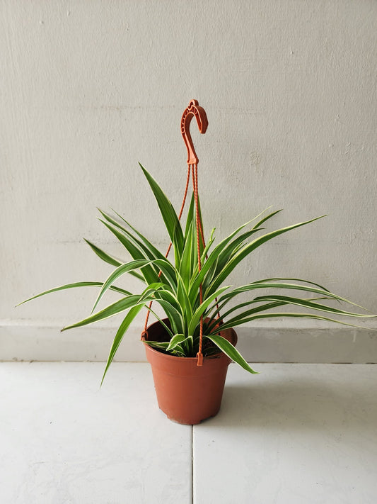 Hanging Spider Plant