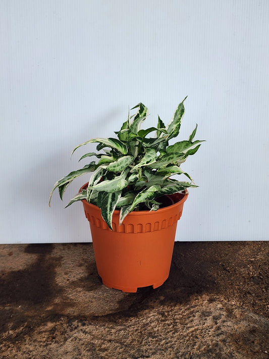 Syngonium Starlite Variegated