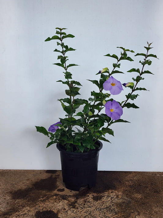 Thunbergia Erecta