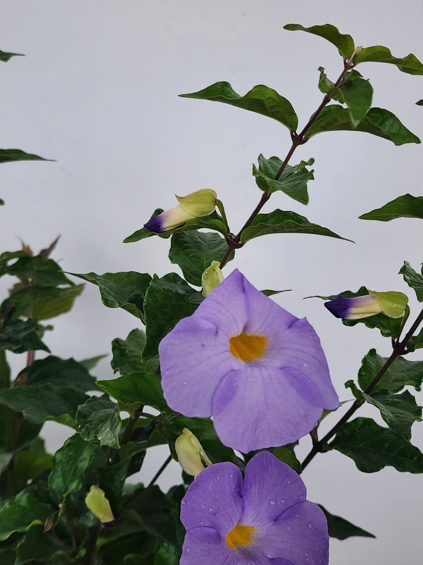 Thunbergia Erecta