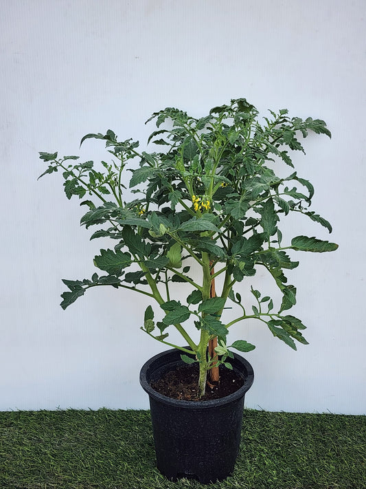 Tomato