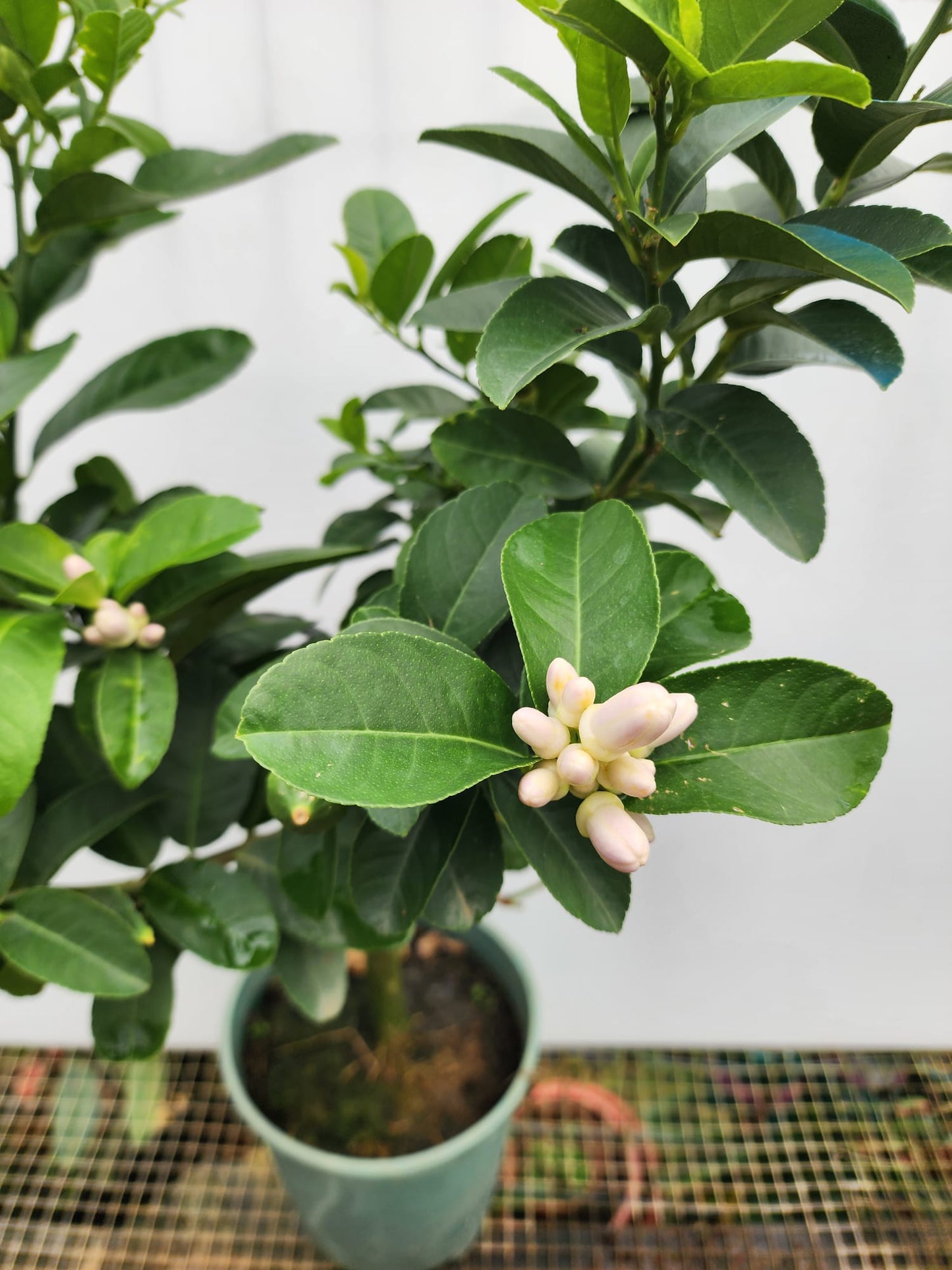 Perfume Lemon (Citrus × limon 'Rosso')