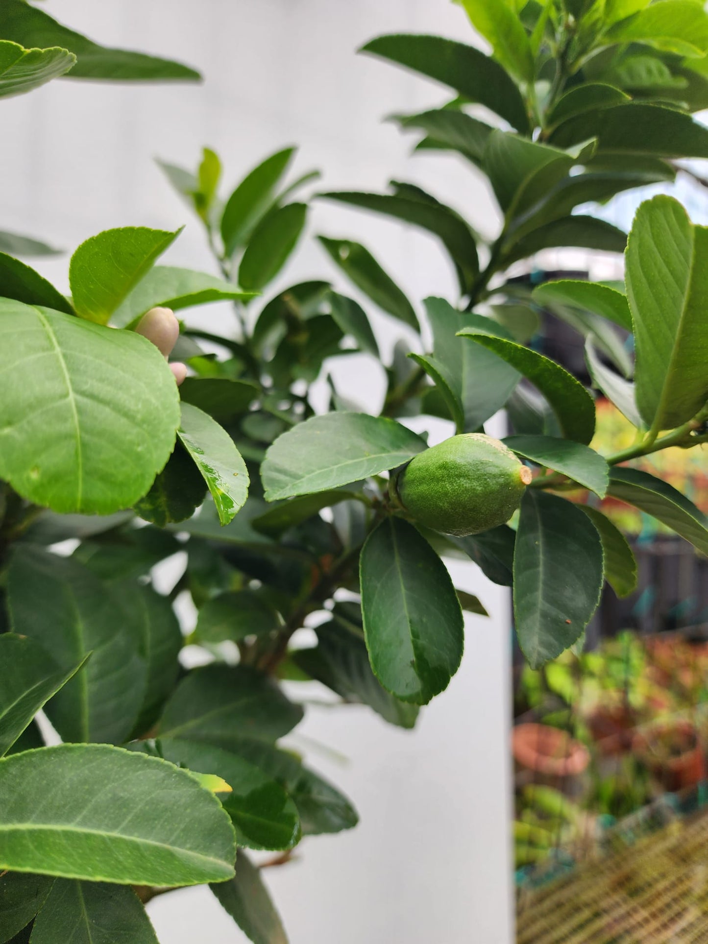 Perfume Lemon (Citrus × limon 'Rosso')