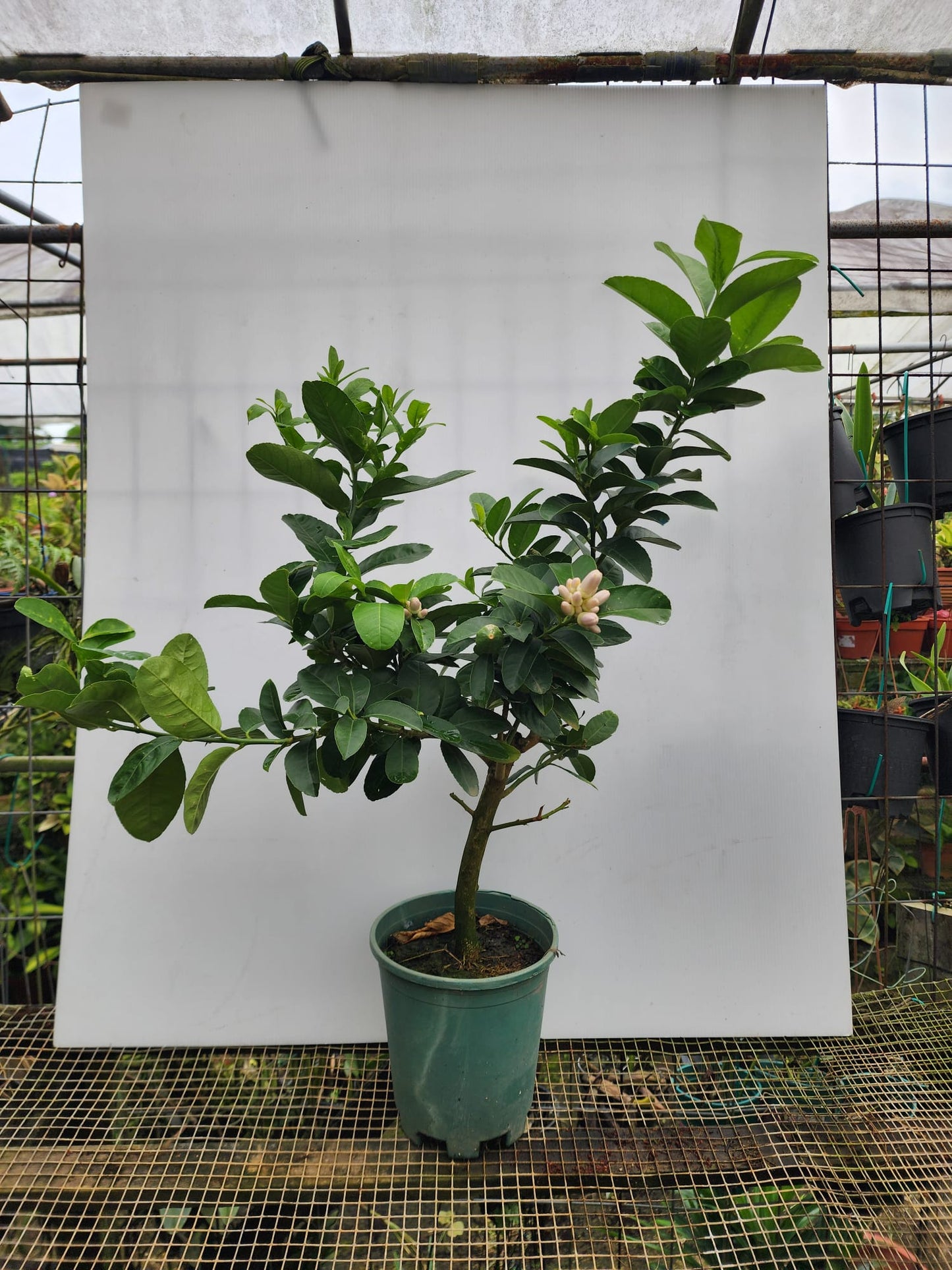 Perfume Lemon (Citrus × limon 'Rosso')